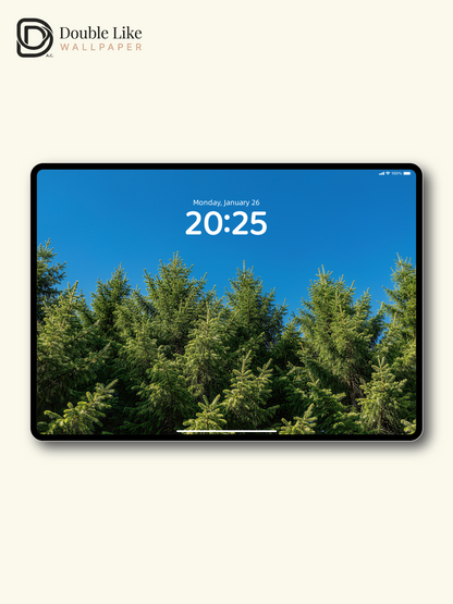 Clear Sky Spruce Forest HD Scenery Wallpaper Pack [#LFHL30326]
