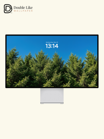 Clear Sky Spruce Forest HD Scenery Wallpaper Pack [#LFHL30326]