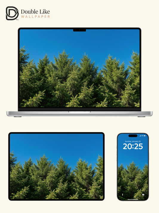 Clear Sky Spruce Forest HD Scenery Wallpaper Pack [#LFHL30326]