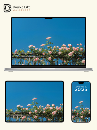 Pink Rose Fence Aesthetic Sky Wallpaper Pack for All Devices [#LFHL30607]